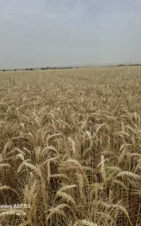 گندم مادری آزادگان و اوج