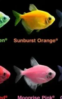 ماهی کالرفیش