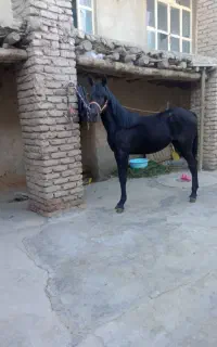 اسب