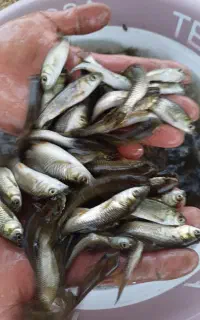 ماهی آمور (بچه)