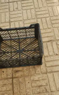 سبد میوه