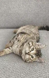 گربه پاکوتاه