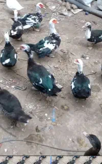 خروس جوان اردک خارجی مرغ محلی