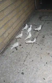 ۷عدد یاهو خوشرنگ