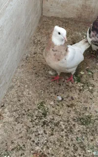 کبوتر