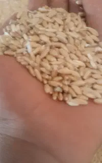 گندم‌فروشی