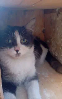 بچه گربه