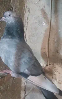 سینه سبز رنگ روشن نر مست قلدور