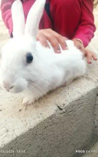 خرگوش سفید