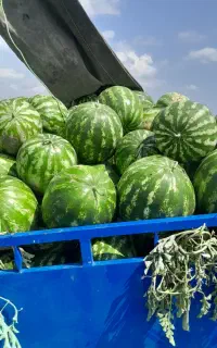 هندوانه فروشی