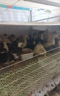 نیمچه اردک اسرائیلی و پکنی