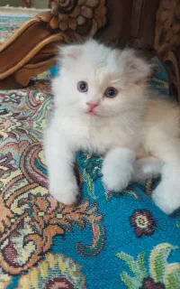 بچه اسکاتیش چشم ابی