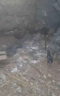 بوقلمون
