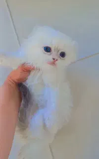 اسکاتیش نر