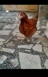 مرغ و خروس
