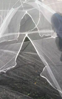 پشه بند تخت خواب