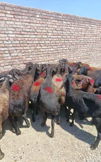 گوسفند قزل افشار اصل