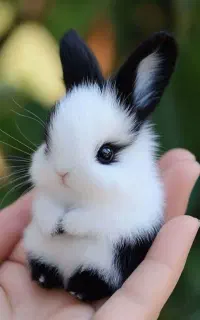 مینی خرگوش همه نژادها در مرکز اصلی.متن اگهی مهم