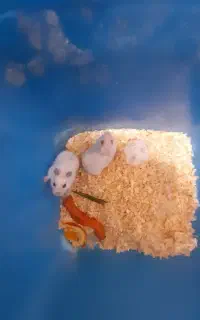 تعدادی همستر بالغ