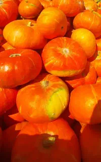 کدو حلوایی درجه یک