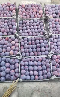 اجاره باغ پباغچه