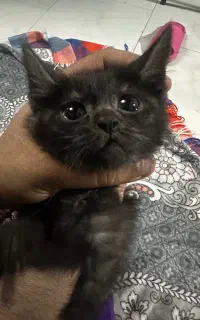واگذاری بچه گربه