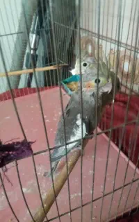 عروس هلندی