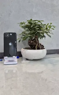 iPhone 11 normal