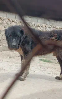 سگ نگهبان