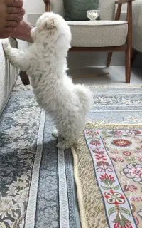 سگ سایز کوچیک