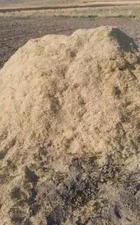 کاه نخود نرم