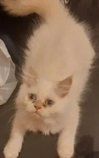 توله گربه پرشین