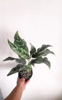 پک ۵ عددی گل ارسال شاهین شهر رایگان