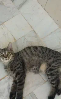 گربه نر