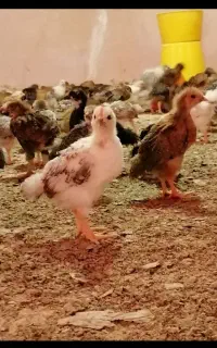 جوجه دورگ محلی جهادی