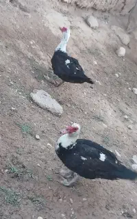 اردک سیکا نر