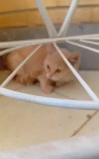 گربه