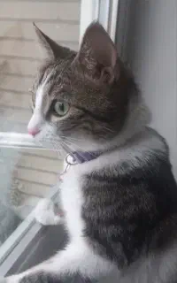 واگذاری رایگان گربه یک ساله