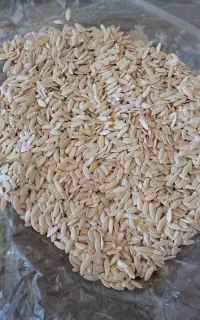 بذر گرگه دیم درجه یک