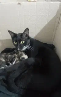 گربه