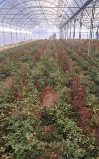 استخدام نیروی گلخانه