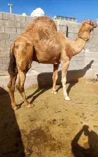 شتر گاو هاشی مجی ارونه شتر شکسته