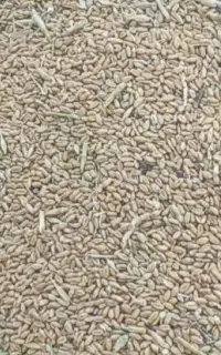 گندم امسال حدود ۴۰۰کیلو
