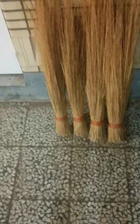 جارو صحرایی