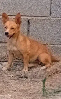 پاکوتاه ماده معاوضه هم میکنم