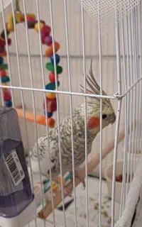 عروس هلندی گل باقالی