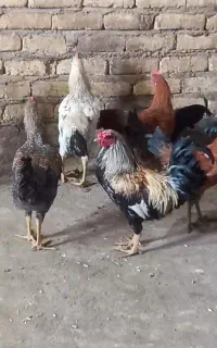 ۲۸عدد خروس محلی