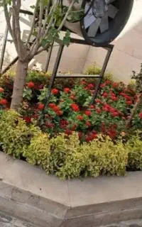 خدمات باغبانی گلکاری درختکاری هرس چمن زنی بیلزنی