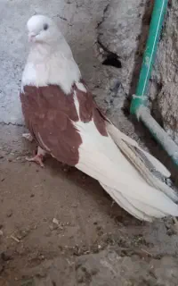 یک جفت نروماده کبوتردوکت تهرانی نوک ریزکشیده عروسک