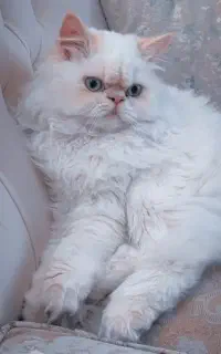 گربه پرشین سوپر فلت اصیل